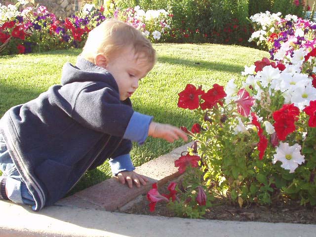ed_az_flowers1